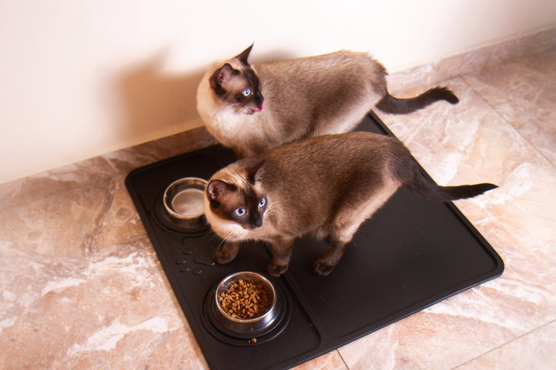 Bandeja Pet para alimentação de cães e gatos - Borkar